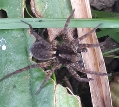 Pardosa amentata