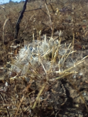 Pelargonium auritum auritum