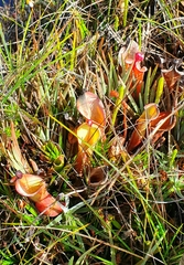 Heliamphora