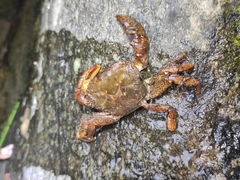 Longpotamon unaequum