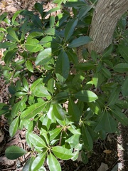 Kalmia