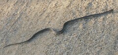 Dryophylax hypoconia