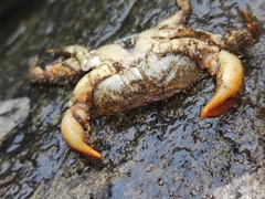 Longpotamon unaequum