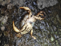 Longpotamon unaequum