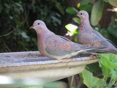 Streptopelia senegalensis senegalensis
