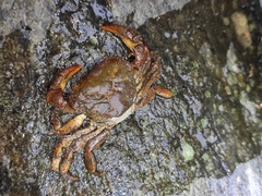 Longpotamon unaequum