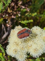 Trichostetha capensis