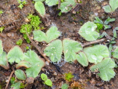 Riccia gougetiana