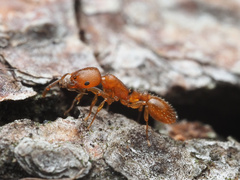 Temnothorax schaumii