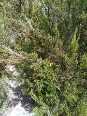 Erica tristis