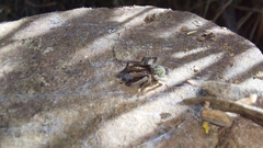 Phyxelididae