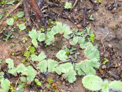 Riccia gougetiana