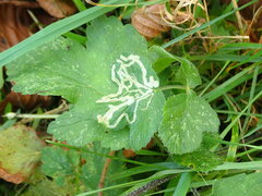 Phytomyza spondylii group