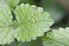 Eupteryx decemnotata