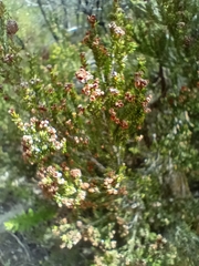 Erica tristis