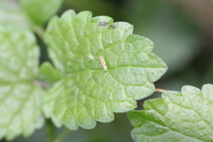 Eupteryx decemnotata