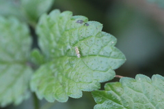 Eupteryx decemnotata