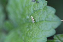 Eupteryx decemnotata