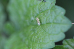 Eupteryx decemnotata