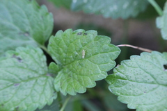 Eupteryx decemnotata