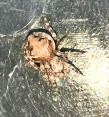 Araneus sturmi