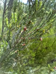 Erica tristis