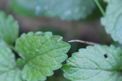 Eupteryx decemnotata