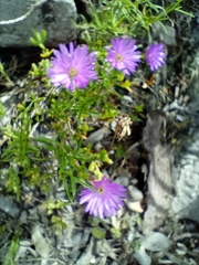 Lampranthus glomeratus