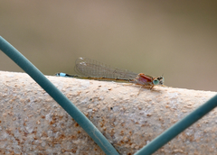 Ischnura saharensis