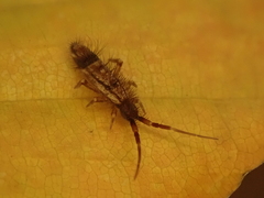 Orchesella flavescens