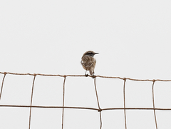 Saxicola dacotiae