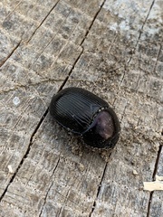 Geotrupes splendidus