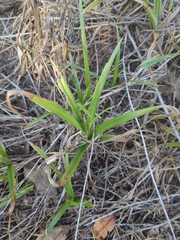 Cyperus esculentus