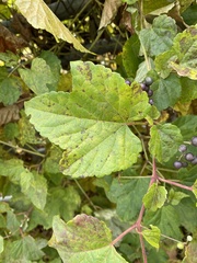 Ampelopsis glandulosa