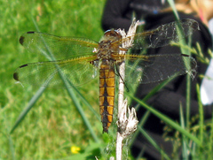 Libellula fulva