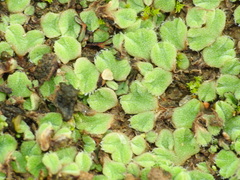 Riccia gougetiana