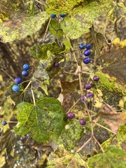 Ampelopsis glandulosa