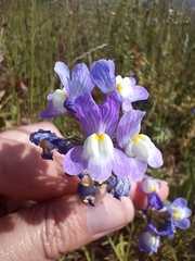 Linaria maroccana