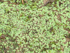 Riccia gougetiana