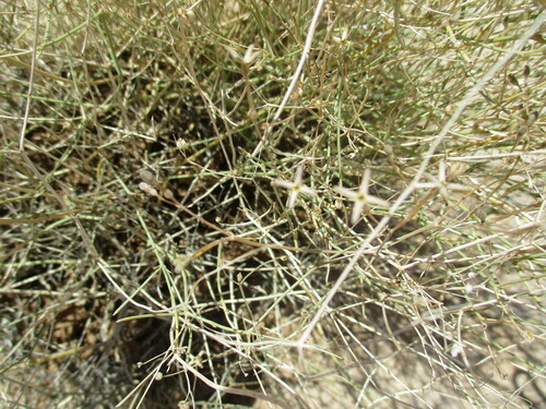 Image of Kohautia cynanchica by no rights reserved