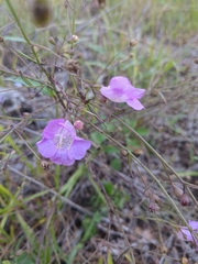 Agalinis strictifolia