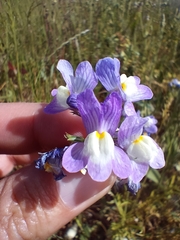 Linaria maroccana