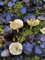 Tricholoma