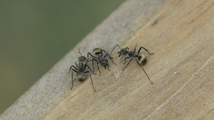 Polyrhachis dives