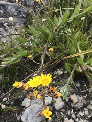 Osteospermum junceum