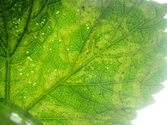Phytomyza spondylii group