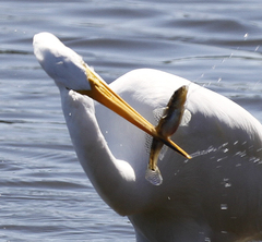 Acanthogobius flavimanus