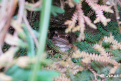Polypedates megacephalus