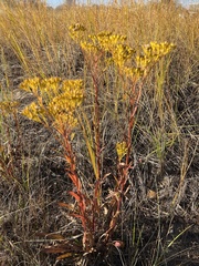 Solidago ohioensis