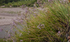 Allium rubens